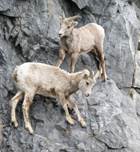 http://users.rowan.edu/%7Ececis85/Pictures/cliff_mountain_goats.JPG